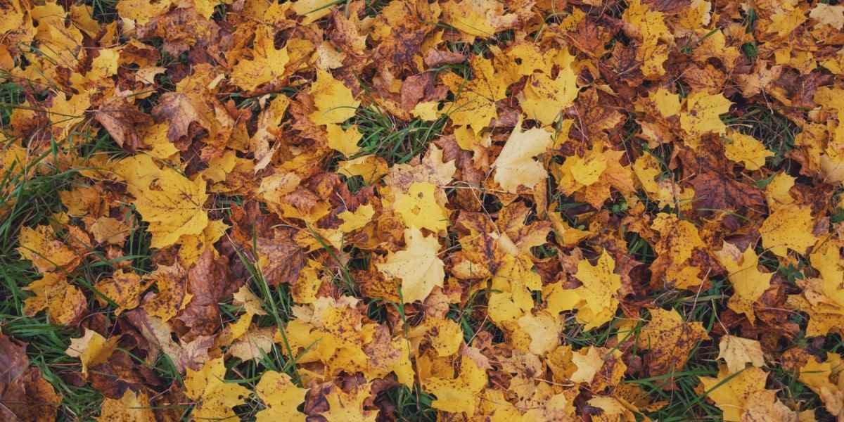 Folhas de bordo amarelas e marrons cobrindo o chão em um parque durante o outono
