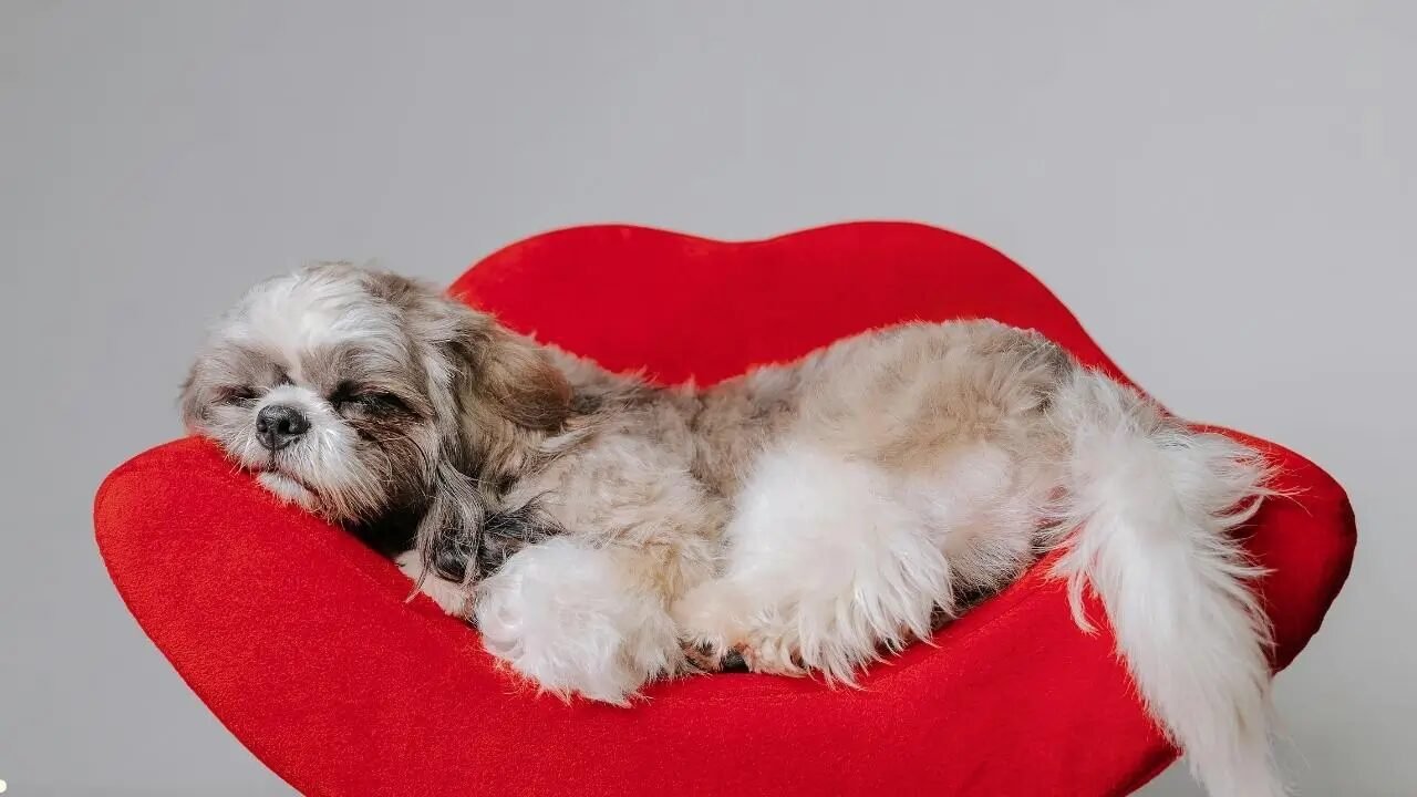 Cachorro dormindo em uma poltrona vermelha com design estilizado.