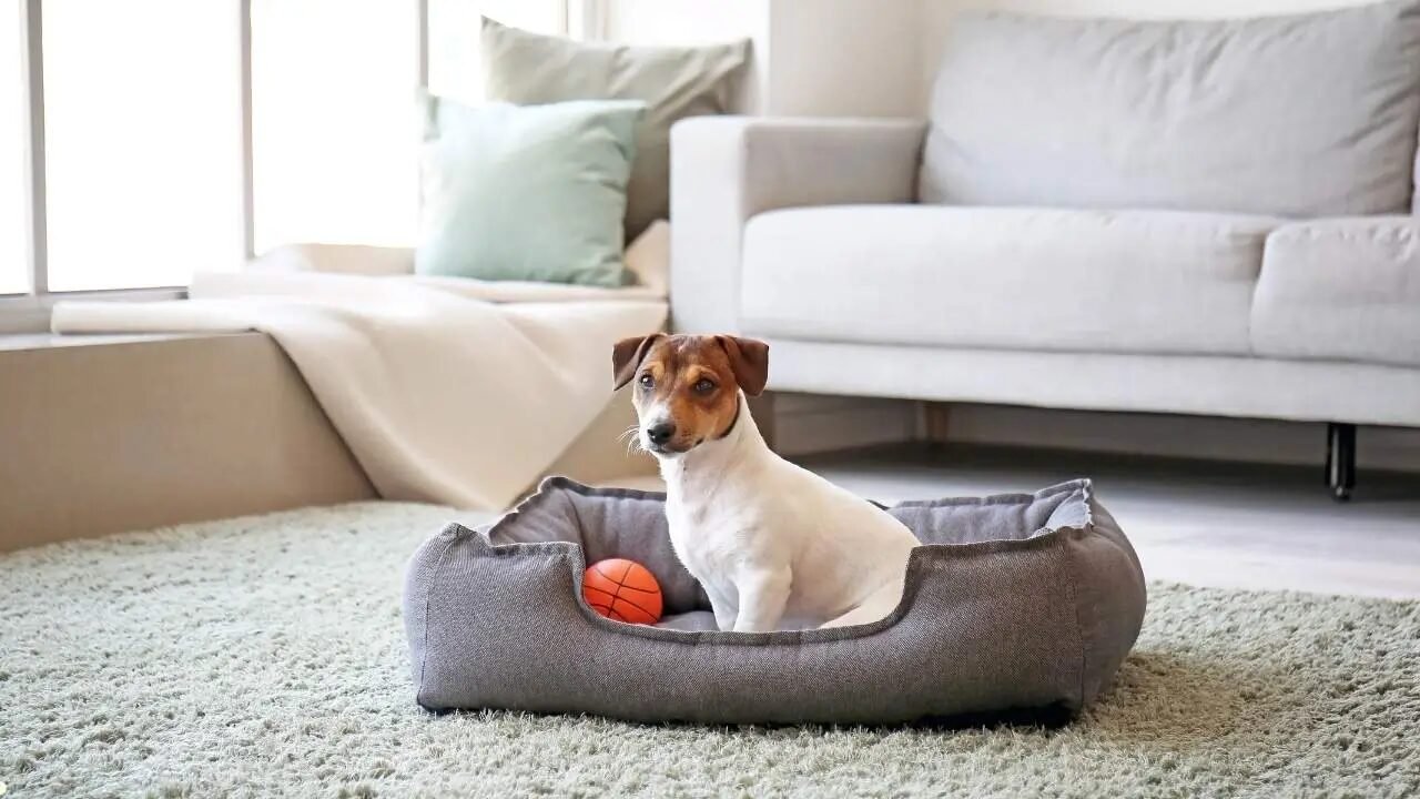 Cachorro sentado em uma cama para pets com uma bola ao lado, em uma sala de estar acolhedora.