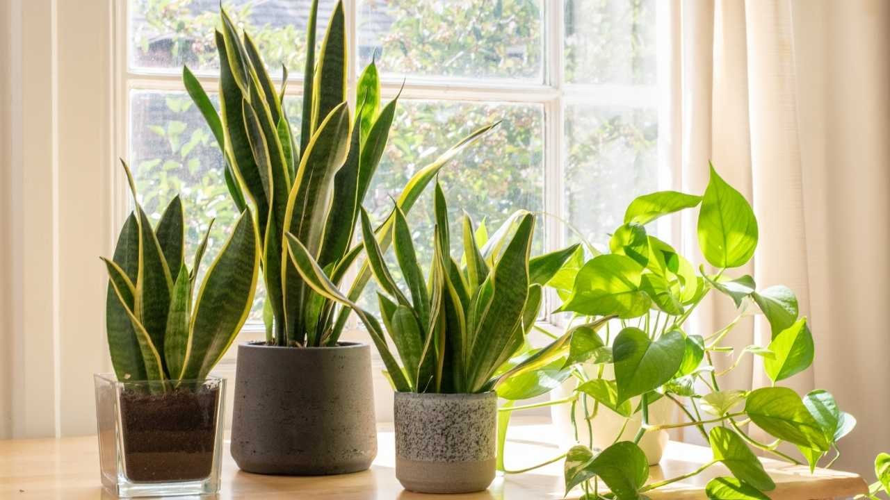 plantas de interior em vasos (incluindo espada-de-são-jorge e jiboia) próximas a uma janela sob a luz natural.