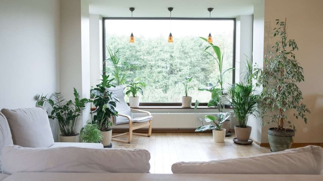 sala de estar iluminada com várias plantas e janela ampla com vista verde.
