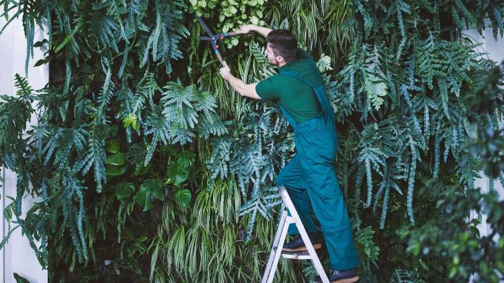 Um homem em macacão verde, subindo em uma escada, poda cuidadosamente um jardim vertical com uma tesoura de jardinagem. A imagem destaca a manutenção e o cuidado necessários, que são parte essencial do processo de como fazer um jardim vertical e mantê-lo saudável.