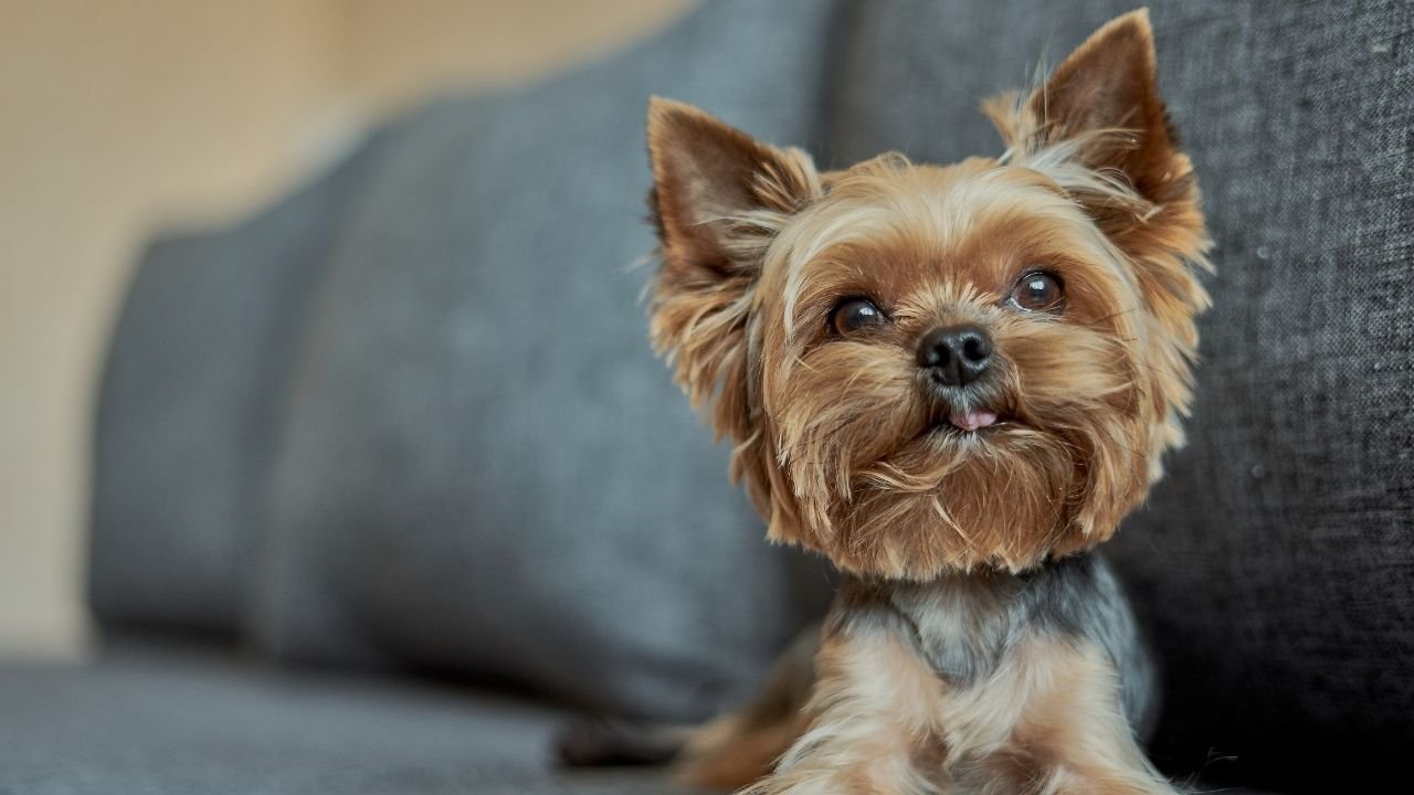 Close de um Yorkshire Terrier com a língua levemente para fora.