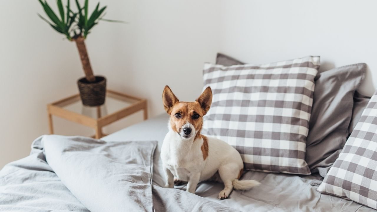 Cachorro de porte pequeno branco e marrom sentado em uma cama com lençóis cinzas.