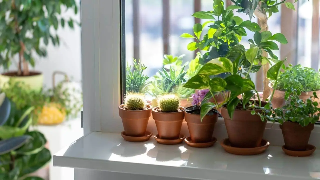 Close de diversos vasos de barro com plantas para dentro de casa organizadas em um parapeito de janela ensolarado. A seleção inclui pequenos cactos redondos, uma Jiboia com folhas variegadas e outras espécies de pequeno porte.
